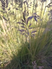 Festuca