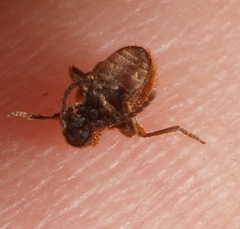 Ptininae