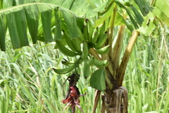 Musa