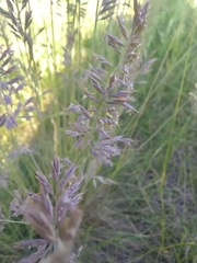 Festuca