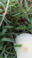 Leucocoprinus fragilissimus