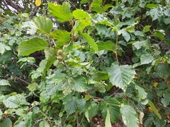 Corylus