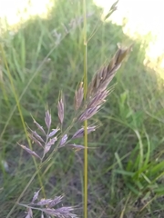Festuca