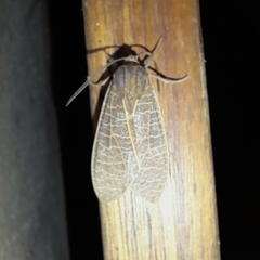 Phaegopterina