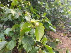 Corylus