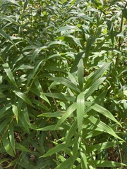 Polygonatum verticillatum