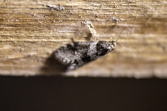 Lepidoscia heliochares