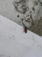 Spilostethus pandurus