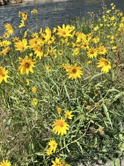 Helianthus maximiliani