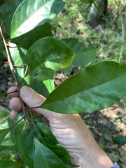 Elaeocarpus obovatus