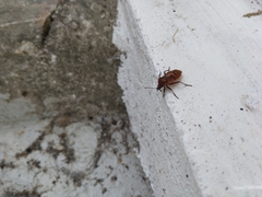 Spilostethus pandurus