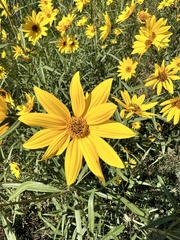 Helianthus maximiliani