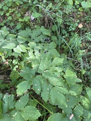 Actaea spicata