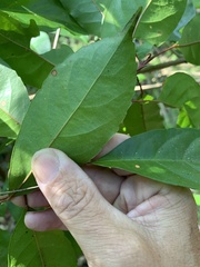 Elaeocarpus obovatus