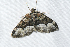 Euphyia intermediata