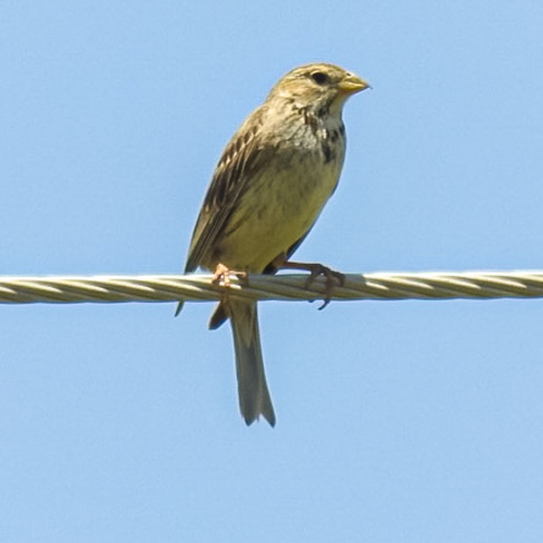 Corn Bunting