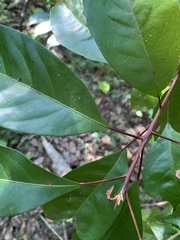 Elaeocarpus obovatus