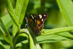 Libytheana carinenta