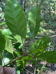 Elaeocarpus obovatus