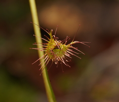 Drosera