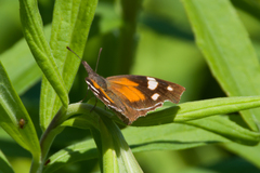 Libytheana carinenta