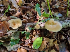Polyporus tuberaster