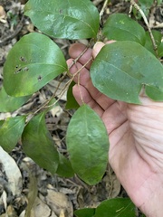 Cordia dichotoma