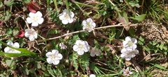 Phacelia platycarpa