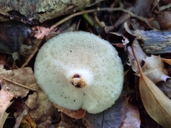 Polyporus tuberaster