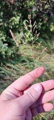Agrostis