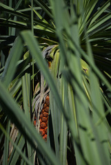 Pandanus cookii