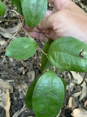 Cordia dichotoma