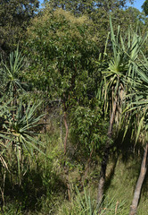 Pandanus cookii
