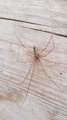 Pholcus phalangioides