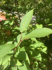 Prunus padus