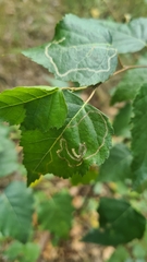 Stigmella lemniscella