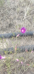 Ipomoea stans