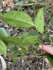 Cordia dichotoma