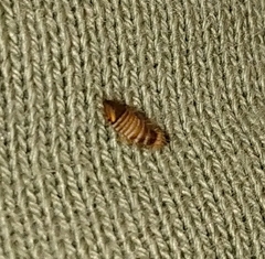 Dermestidae
