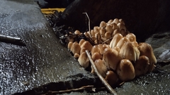 Coprinellus micaceus