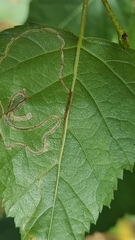 Stigmella lemniscella