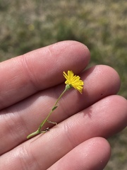 Crepis capillaris