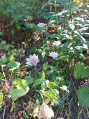 Astrantia maxima
