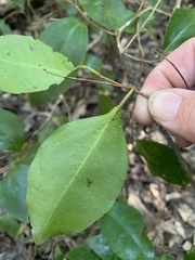 Cordia dichotoma