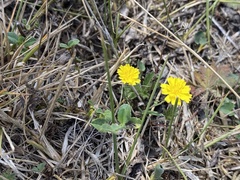 Crepis capillaris