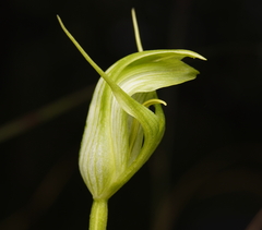 Pterostylis alpina