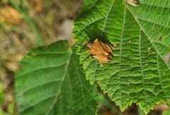 Carpocoris fuscispinus