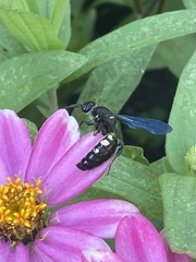 Myzinum obscurum