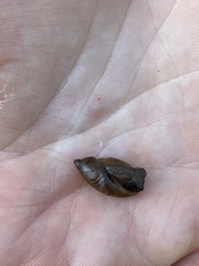 Succinea putris