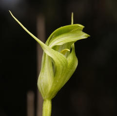 Pterostylis alpina